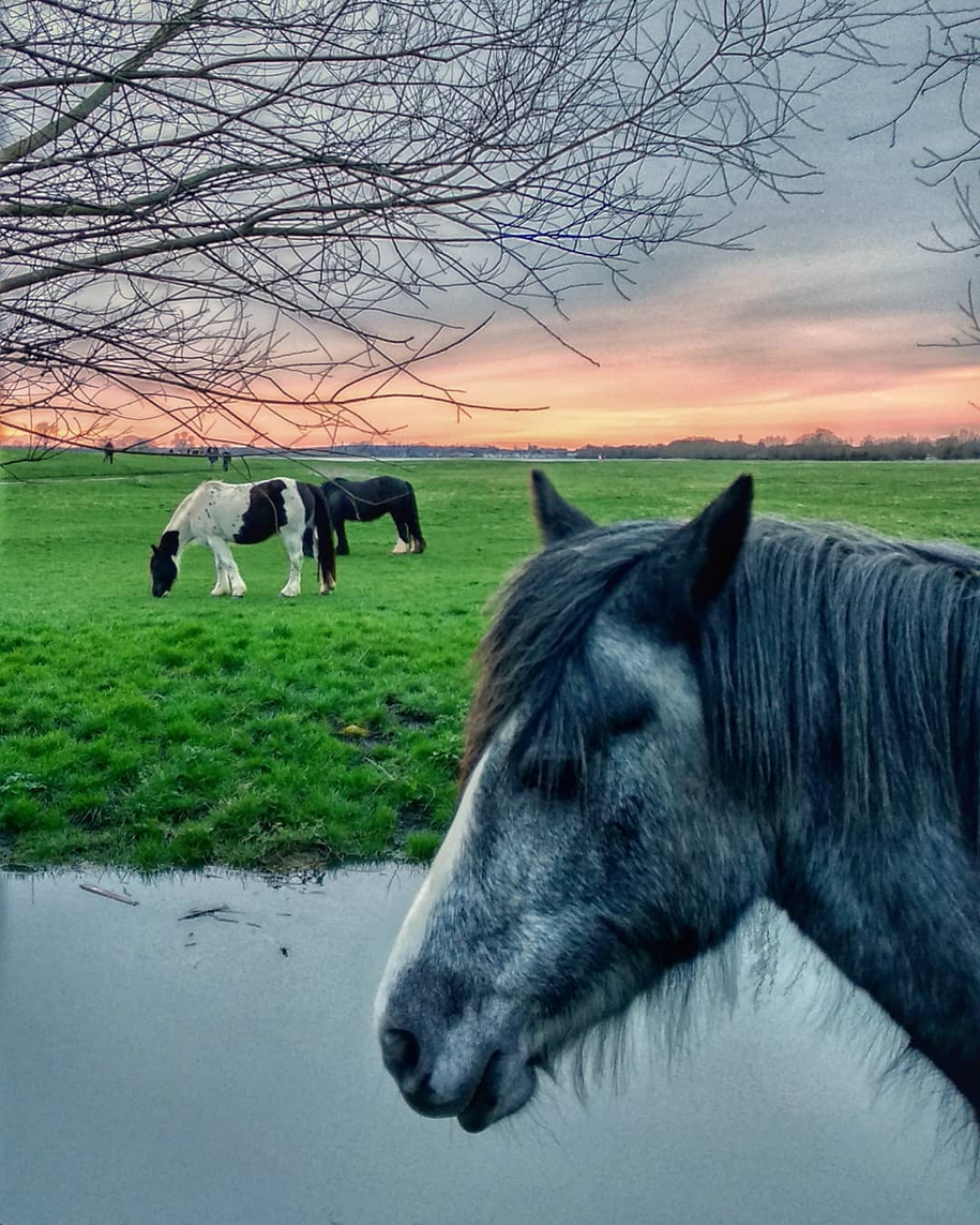 Port Meadow.png